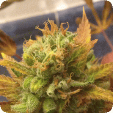 Cream  Of  The  Crop  Cannabis  Seeds  Black  Gold  Auto