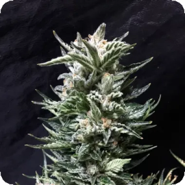 Cream  Of  The  Crop  Cannabis  Seeds  Bruce  The  Russian