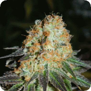 Cream  Of  The  Crop  Cannabis  Seeds  Cash  Crop  Auto