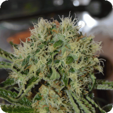 Cream  Of  The  Crop  Cannabis  Seeds  Custard  Cream