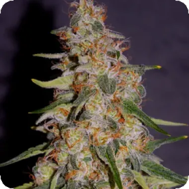 Cream  Of  The  Crop  Cannabis  Seeds  Frosted  Guava  Auto