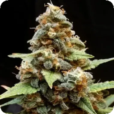 Cream  Of  The  Crop  Cannabis  Seeds  Gorilla  Lemon  Fire