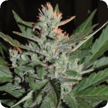Cream  Of  The  Crop  Cannabis  Seeds  Ko  Crop  Auto