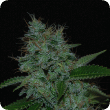 Cream  Of  The  Crop  Cannabis  Seeds  Narcotherapy  Auto