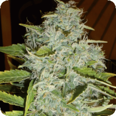 Cream Of The Crop Cannabis Seeds Psychofruit Auto