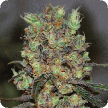Cream Of The Crop Cannabis Seeds Purple Paralysis