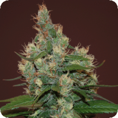 Cream  Of  The  Crop  Cannabis  Seeds  Sour  Turbo  Diesel