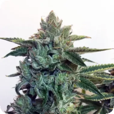 Cream  Of  The  Crop  Cannabis  Seeds  Sticky  Zkittles  Glue