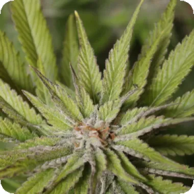Cream  Of  The  Crop  Cannabis  Seeds  Super  Wedding  Haze