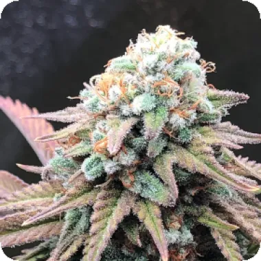 Critical Mass Collective Cannabis Seeds Alien Masster Kush