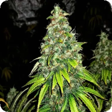 Critical Mass Collective Cannabis Seeds Auto Blutonium Mass