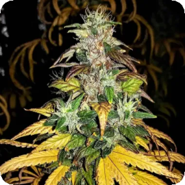 Critical Mass Collective Cannabis Seeds Auto Monolith Mass