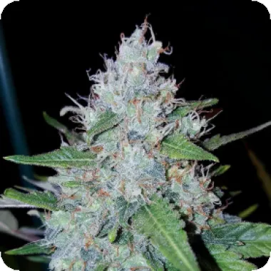 Critical Mass Collective Cannabis Seeds Auto Monster Mass