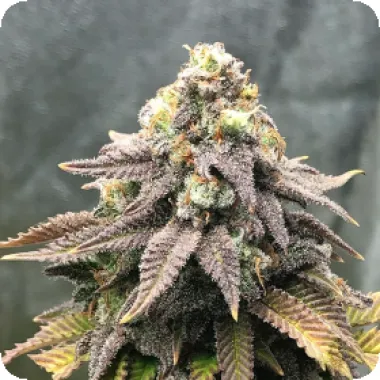 Critical Mass Collective Cannabis Seeds Cali Mango Mass