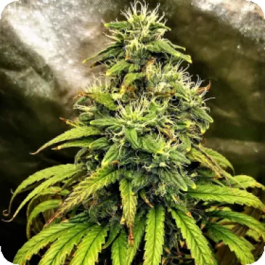 Critical Mass Collective Cannabis Seeds Monolith Mass