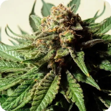 Critical Mass Collective Cannabis Seeds Psychotropic Mass