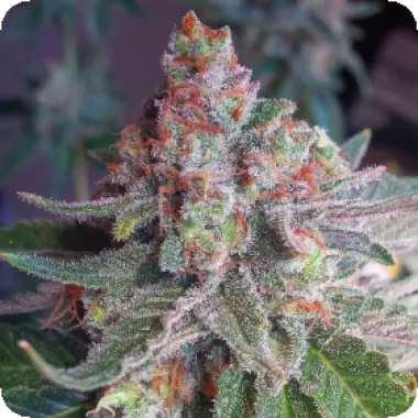 Critical Mass Collective Cannabis Seeds Purple Skunk Mass