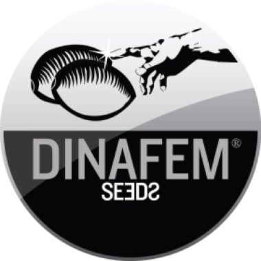 Critical Mass Collective Cannabis Seeds Purple Star Dawg