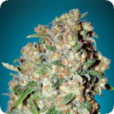 Critical