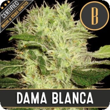 Damablanca