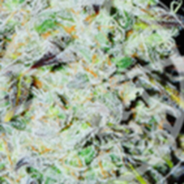 Delicious Cannabis Seeds Bay Haze