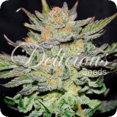 Delicious  Cannabis  Seeds  Blue  Ace  Cbd  Auto