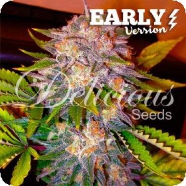 Delicious  Cannabis  Seeds  Caramelo  Early  Version