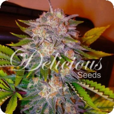 Delicious  Cannabis  Seeds  Caramelo