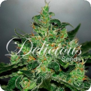 Delicious Cannabis Seeds Critical Jack Herer Auto