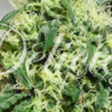 Delicious Cannabis Seeds Critical Kali Mist
