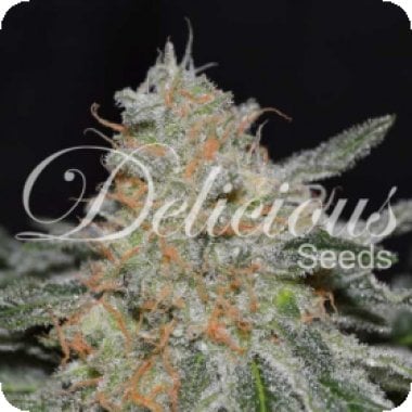 Delicious  Cannabis  Seeds  Critical  Neville  Haze 2 0