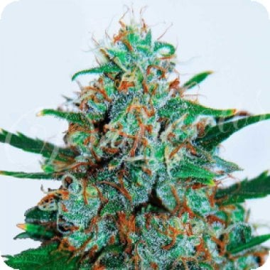 Delicious  Cannabis  Seeds  Critical  Neville  Haze  Auto