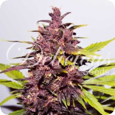 Delicious  Cannabis  Seeds  Dark  Purple  Auto