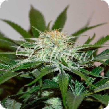Delicious  Cannabis  Seeds  Descojack