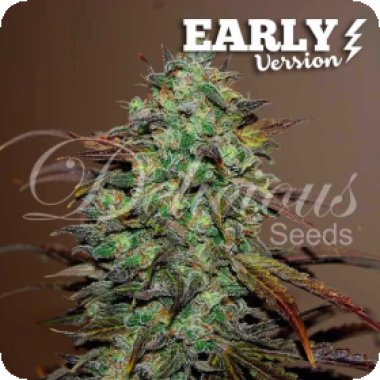 Delicious  Cannabis  Seeds  Eleven  Roses  Early  Version