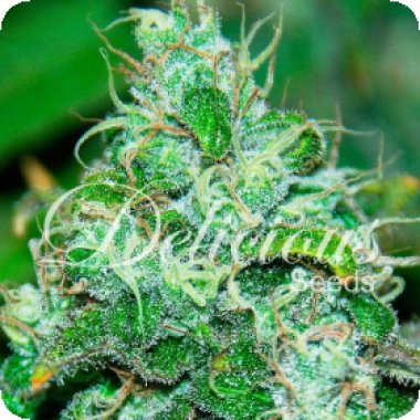 Delicious Cannabis Seeds Fruity Chronic Juice