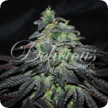 Delicious Cannabis Seeds Golosa