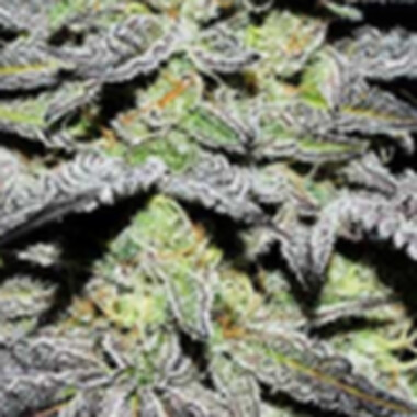Delicious Cannabis Seeds Gr Ape