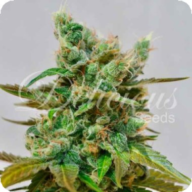 Delicious  Cannabis  Seeds  Honey  Bells