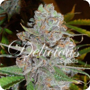 Delicious Cannabis Seeds La Diva