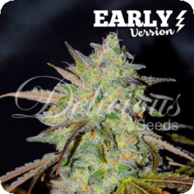 Delicious Cannabis Seeds Marmalate Early Version