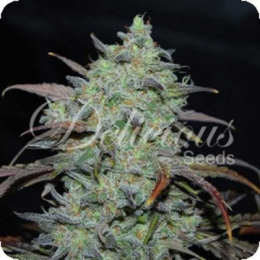 Delicious Cannabis Seeds Marmalate