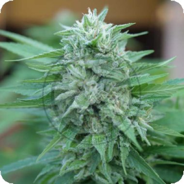 Delicious  Cannabis  Seeds  Moby  Delicious