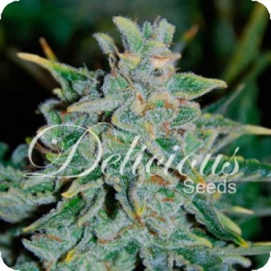 Delicious Cannabis Seeds Northern Light Blue Auto