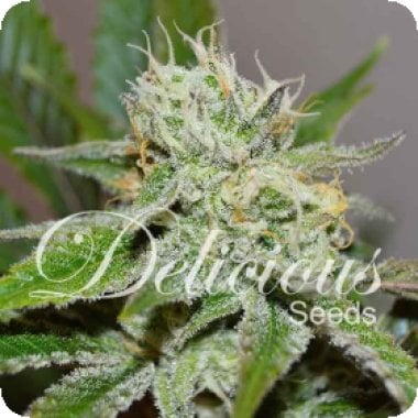 Delicious Cannabis Seeds Original Juan Herer