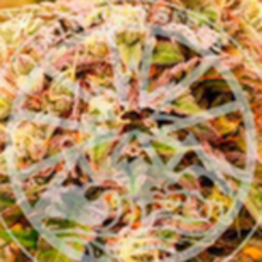 Delicious Cannabis Seeds Sunday Punch Early Version