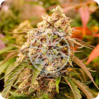 Delicious  Cannabis  Seeds  Sunday  Punch