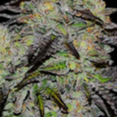 Delicious Cannabis Seeds Zinnapple