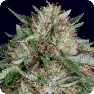 Don Avalanche Cannabis Seeds Don Ak Auto