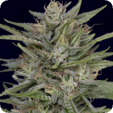 Don  Avalanche  Cannabis  Seeds  Don  Ak
